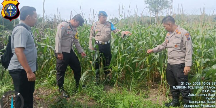 Kapolsek Bunut Pantau Perkembangan Jagung Pipil Serentak di Desa Petani, Dukung Program Ketahanan Pangan