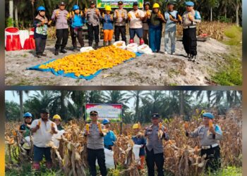 Panen Raya Jagung Serentak di Pelalawan, Polisi Dukung Swasembada Pangan