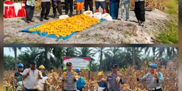 Panen Raya Jagung Serentak di Pelalawan, Polisi Dukung Swasembada Pangan