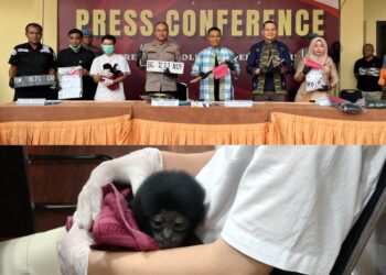 Polisi Bongkar Jual Beli Satwa Dilindungi di Riau, Owa Dijual Rp 10 Juta