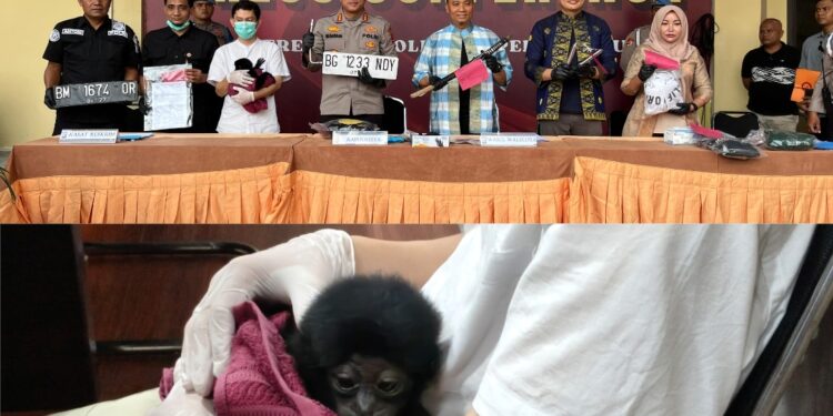 Polisi Bongkar Jual Beli Satwa Dilindungi di Riau, Owa Dijual Rp 10 Juta