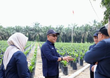 Produksi Naik 4 Persen, PalmCo Perkuat Kinerja Sawit Holding Perkebunan Nusantara