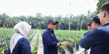 Produksi Naik 4 Persen, PalmCo Perkuat Kinerja Sawit Holding Perkebunan Nusantara