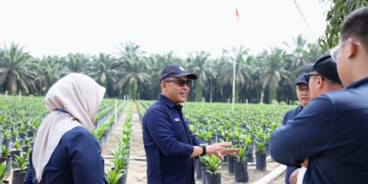 Produksi Naik 4 Persen, PalmCo Perkuat Kinerja Sawit Holding Perkebunan Nusantara