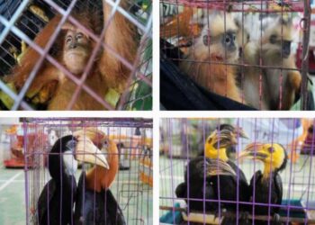 Bea Cukai Langsa Gagalkan Kiriman Ilegal Ratusan Satwa Liar ke Thailand 