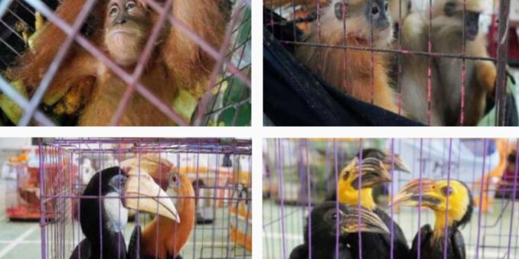 Bea Cukai Langsa Gagalkan Kiriman Ilegal Ratusan Satwa Liar ke Thailand 