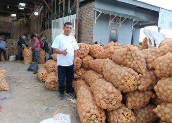 Rumah Tani Nusantara Kirim 60 Ton Kentang, Mendongkrak Harga Pasca Bencana