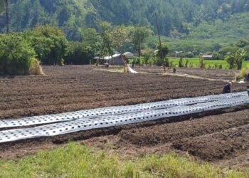 BUMK Pedemun Diduga Gelembungkan Volume Bibit Bawang, Kerugian Mencapai 90 Persen