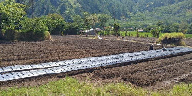 BUMK Pedemun Diduga Gelembungkan Volume Bibit Bawang, Kerugian Mencapai 90 Persen