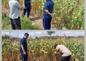 Dukung Asta Cita, Kapolsek Bunut Monitoring Jagung Pipil Program Ketahanan Pangan