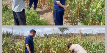 Dukung Asta Cita, Kapolsek Bunut Monitoring Jagung Pipil Program Ketahanan Pangan