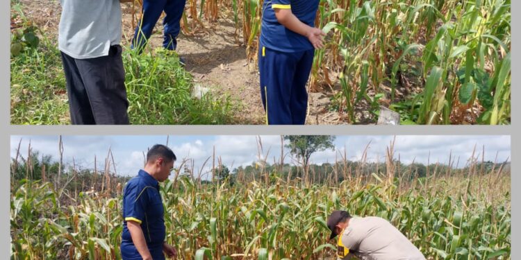 Dukung Asta Cita, Kapolsek Bunut Monitoring Jagung Pipil Program Ketahanan Pangan