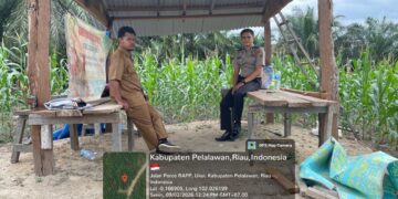 Bhabinkamtibmas Air Hitam Monitoring Lahan Jagung, Dukung Program Asta Cita Presiden