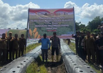 Polsek Teluk Meranti Dukung Ketahanan Pangan, Tanam Jagung Pipil di Kuala Panduk