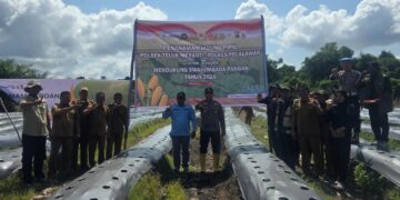 Polsek Teluk Meranti Dukung Ketahanan Pangan, Tanam Jagung Pipil di Kuala Panduk