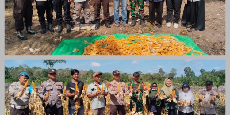 Panen Raya Jagung di Bunut Pelalawan, Dukung Program Swasembada Pangan