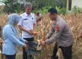 Kapolsek Pangkalan Kerinci Dampingi Panen Raya Jagung di Desa Makmur