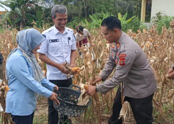 Kapolsek Pangkalan Kerinci Dampingi Panen Raya Jagung di Desa Makmur