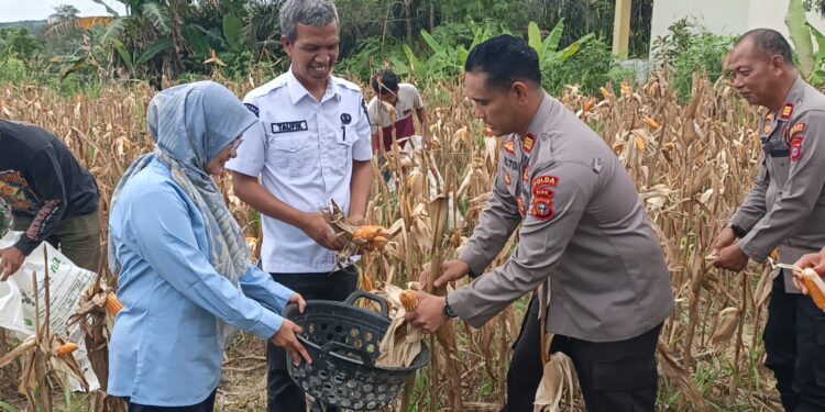 Kapolsek Pangkalan Kerinci Dampingi Panen Raya Jagung di Desa Makmur