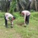 Polsek Ukui Tanam Pohon Dukung Program Green Policing 2026