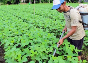 Holding Perkebunan Nusantara Dorong Pertanian Berkelanjutan Melalui Inovasi Pupuk Hayati Enero