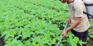 Holding Perkebunan Nusantara Dorong Pertanian Berkelanjutan Melalui Inovasi Pupuk Hayati Enero