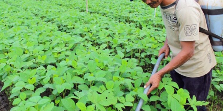 Holding Perkebunan Nusantara Dorong Pertanian Berkelanjutan Melalui Inovasi Pupuk Hayati Enero