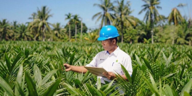 Akselerasi Peremajaan Sawit Rakyat, PTPN IV PalmCo, Subholding dari Holding Perkebunan Nusantara Salurkan 6 Juta Bibit Unggul