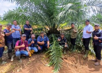 Holding Perkebunan Nusantara melalui PTPN IV Regional V Mutasikan TBM-3 ke TM-1 Seluas 1.119 Hektare pada Awal 2026