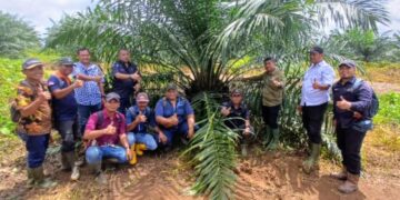 Holding Perkebunan Nusantara melalui PTPN IV Regional V Mutasikan TBM-3 ke TM-1 Seluas 1.119 Hektare pada Awal 2026