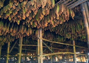 Lewat PTPN I, Holding Perkebunan Nusantara Hidupkan Kembali Kejayaan Tembakau Deli 