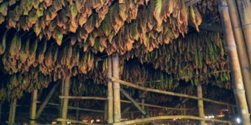 Lewat PTPN I, Holding Perkebunan Nusantara Hidupkan Kembali Kejayaan Tembakau Deli 