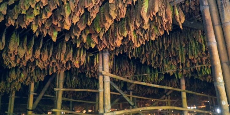 Lewat PTPN I, Holding Perkebunan Nusantara Hidupkan Kembali Kejayaan Tembakau Deli 