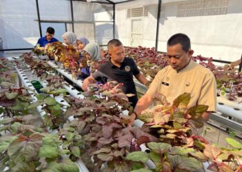 Wujud Dukung Asta Cita, Karutan Takengon Pimpin Panen Raya Bayam Merah Dan Sawi Hasil WBP