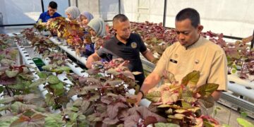 Wujud Dukung Asta Cita, Karutan Takengon Pimpin Panen Raya Bayam Merah Dan Sawi Hasil WBP