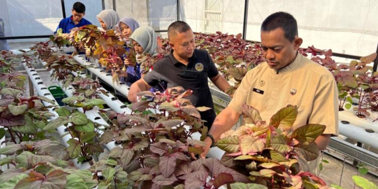 Wujud Dukung Asta Cita, Karutan Takengon Pimpin Panen Raya Bayam Merah Dan Sawi Hasil WBP