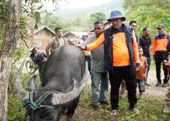 331 Sapi Meugang Disalurkan, Masyarakat : Terima Kasih Kepada Presiden Prabowo 