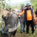331 Sapi Meugang Disalurkan, Masyarakat : Terima Kasih Kepada Presiden Prabowo