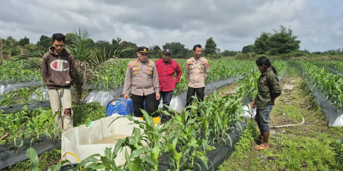 Kapolsek Teluk Meranti Pantau Perkembangan Tanaman Jagung Desa Kuala Panduk Dukung Ketahanan Pangan