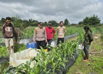Kapolsek Teluk Meranti Pantau Perkembangan Tanaman Jagung Desa Kuala Panduk Dukung Ketahanan Pangan