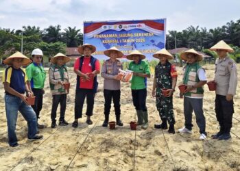 Polsek Langgam Dampingi Penanaman Jagung PT. Peputra Supra Jaya, Dukung Ketahanan Pangan 2026