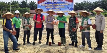 Polsek Langgam Dampingi Penanaman Jagung PT. Peputra Supra Jaya, Dukung Ketahanan Pangan 2026