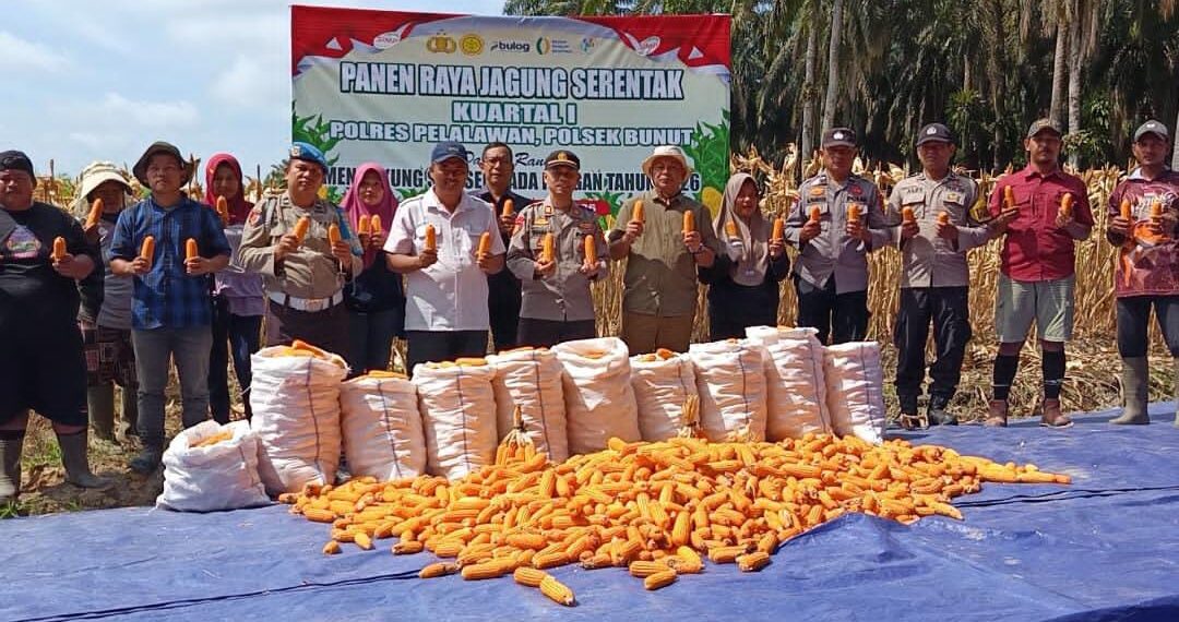 Dukung Swasembada Pangan 2026, Polsek Bunut Ikuti Panen Raya Jagung