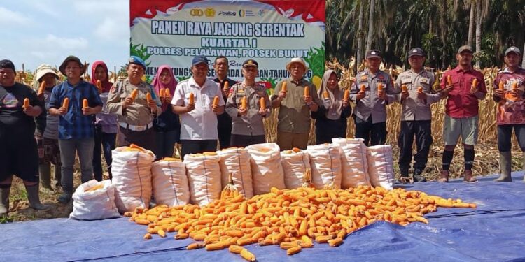 Dukung Swasembada Pangan 2026, Polsek Bunut Ikuti Panen Raya Jagung