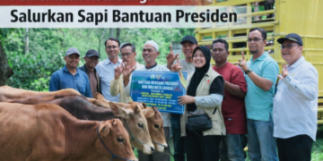 Pemko Langsa Salurkan 71 Ekor Sapi Meugang, Kadis PPPKP Jelaskan Kendala Penyaluran