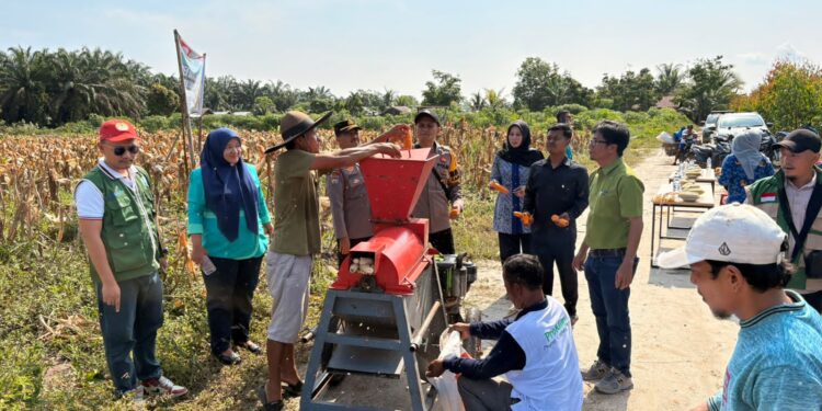 Panen Raya Jagung Polsek Ukui Bersama RAPP, Perkuat Swasembada Pangan Desa Air Hitam
