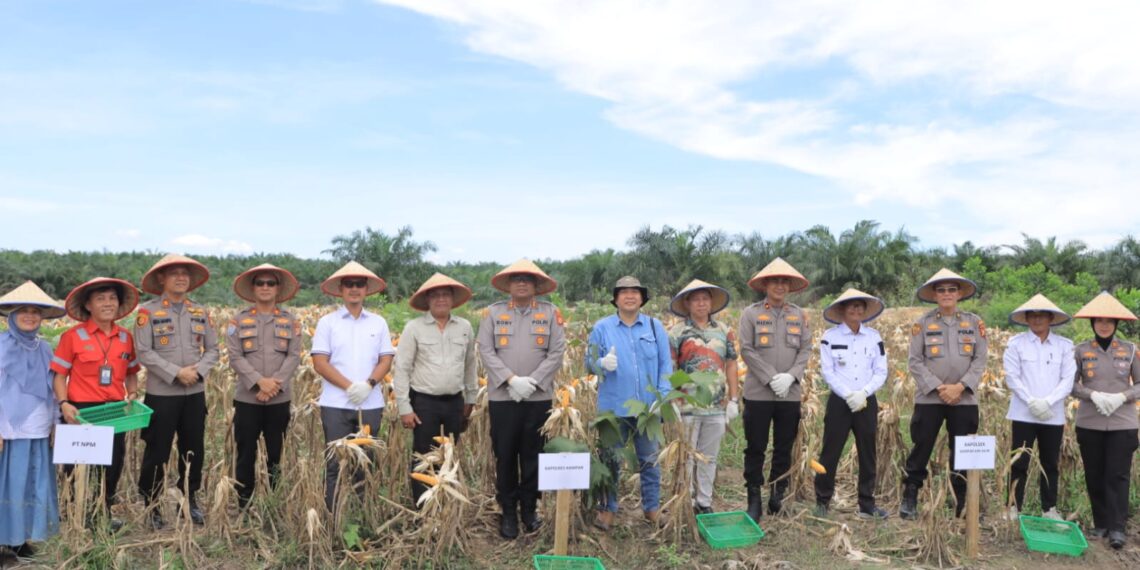 Kapolres Kampar Hadiri Panen Jagung Pipil Di Lahan LPHD Rantau kasih