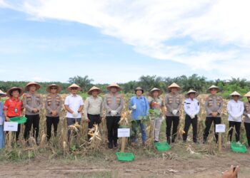Kapolres Kampar Hadiri Panen Jagung Pipil Di Lahan LPHD Rantau kasih