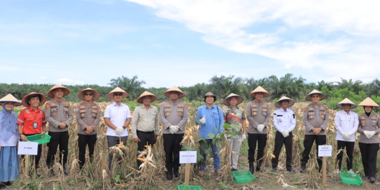 Kapolres Kampar Hadiri Panen Jagung Pipil Di Lahan LPHD Rantau kasih