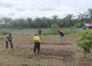 Gotong Royong Persiapan Penanaman Jagung Program Ketahanan Pangan di Desa Banjar Panjang